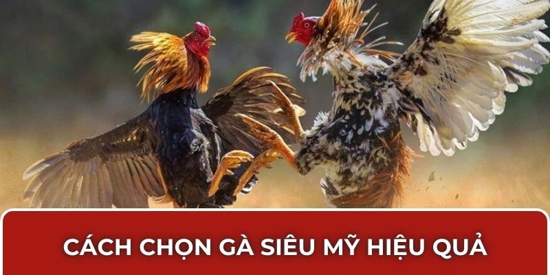 Cách chọn gà siêu Mỹ hiệu quả