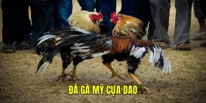 đá gà mỹ cựa dao