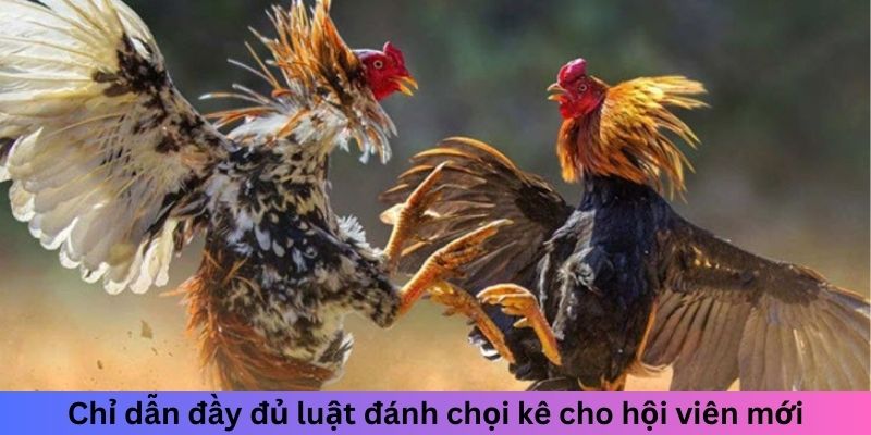 Chỉ dẫn đầy đủ luật đánh chọi kê cho hội viên mới