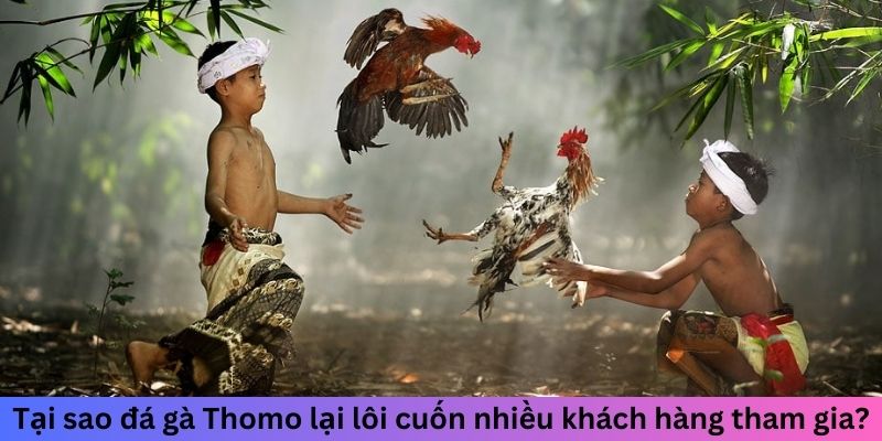 Tại sao đá gà Thomo lại lôi cuốn nhiều khách hàng tham gia?